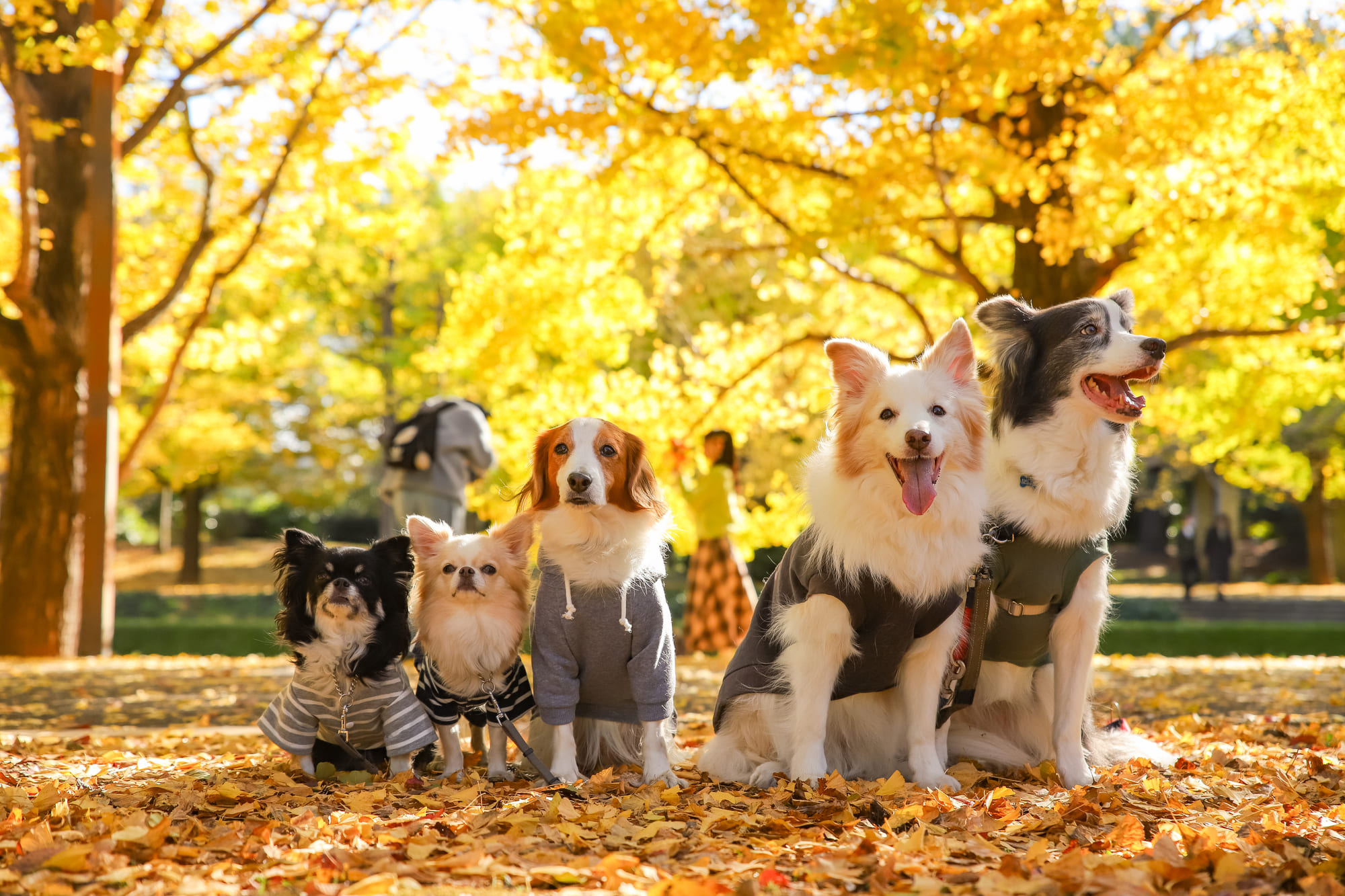 PET GOODS